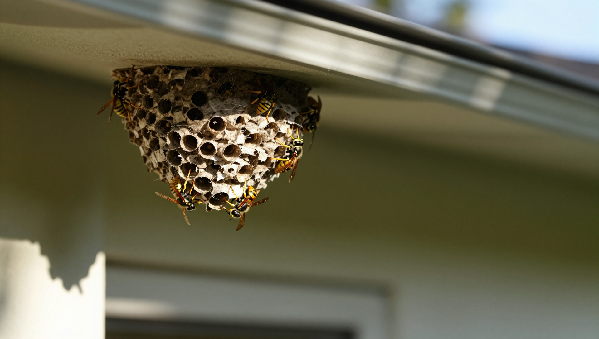 Wasp Control in BanksTown